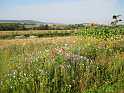 bluehende Landschaft
